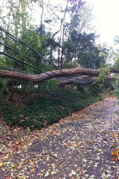 Power lines hold up branches that fell during Hurricane Sandy.