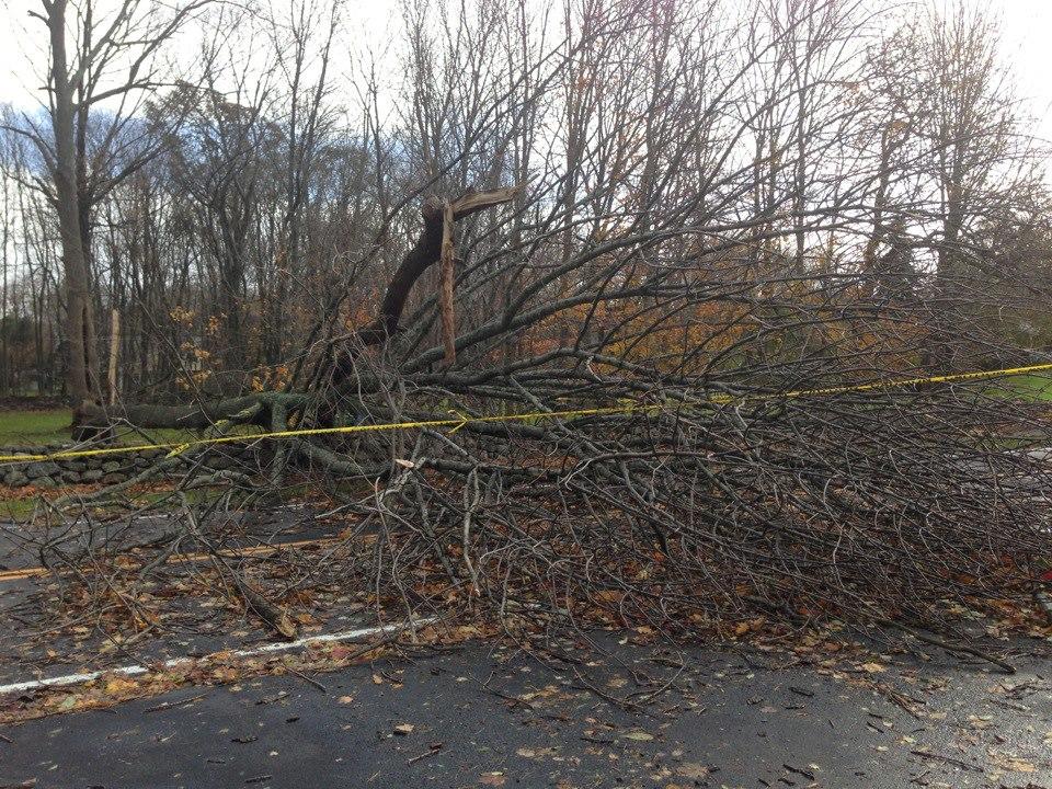 Several roads have been closed due to collapsed trees. 