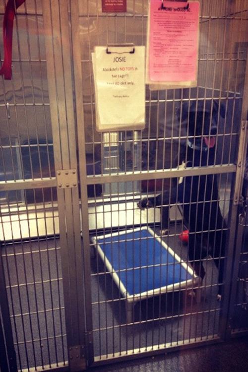 Because the Westport Humane Society does not euthanize animals, pets must be adopted in order to make space for new animals. Currently, the shelter is at full capacity and thus is not accepting other animals. 