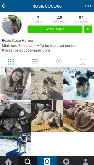 Pet Instagrams are becoming the new “fad
