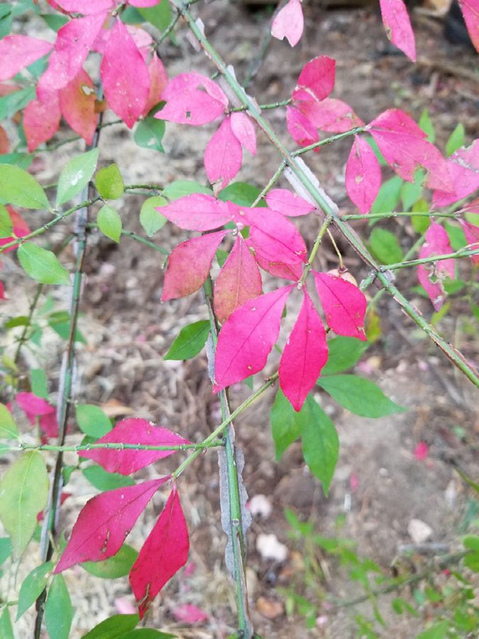 Crimson+leaves+%28pictured+above%29%2C+have+an+abundance+of+chlorophyll+that+gives+them+their+vivid+red+color.+