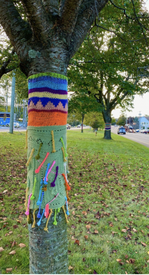 The Yarnbalmer has decorated over 50 trees in Westport so far and plans to continue her unique work.