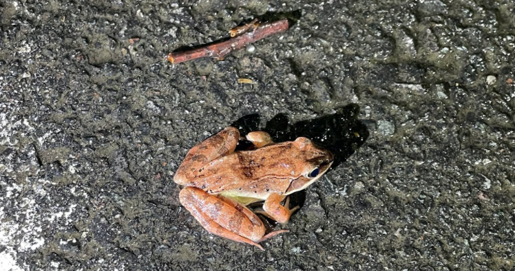 Every year, amphibians migrate from woodlands to ephemeral pools to mate and lay eggs. This wood frog is crossing Bayberry Lane at night.
