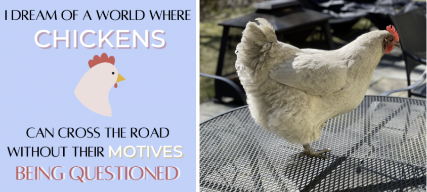 Chickens make for unique, quirky pets: perfect for all homes