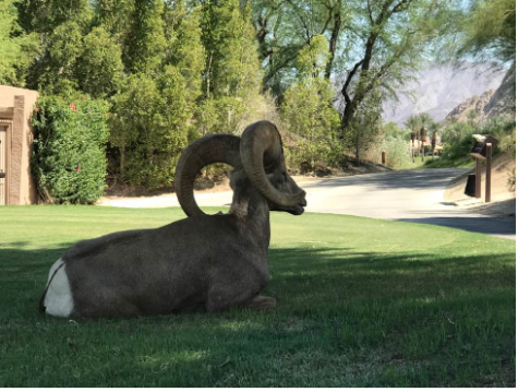Bighorn sheep are one of the most renowned animals in Palm Springs. They are easy to find on the golf course or in the mountains.