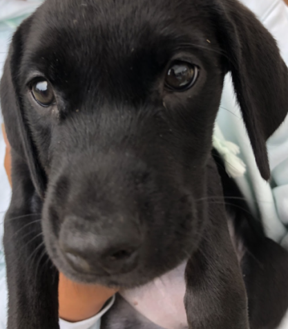 Up close of Matilda, one of the puppies in the litter that will soon be up for adoption. 
