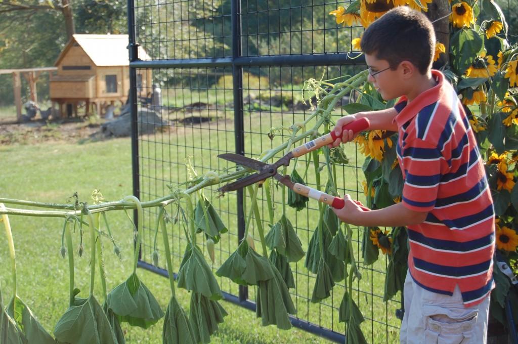 Westport fifth grader, cuts the vine to signify the opening of Wakeman Town Farm. | Photo by Nate Rosen 14