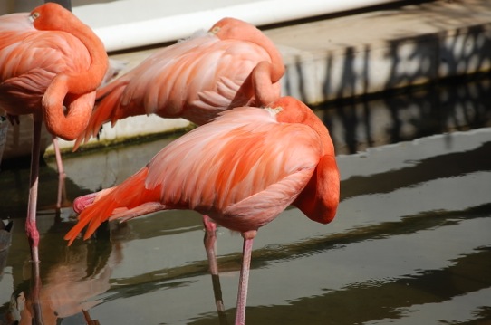 Feb. 24, 2013 | Flamingo Fun