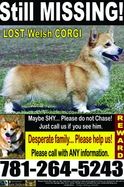 Owner+Jordina+Ghiggeri+still+has+not+given+up+the+search+for+her+lost+corgi%2C+even+relocating+to+Norwalk+to+keep+looking+for+Andy.+