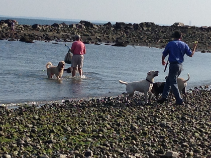 Dogs allowed back at Compo Beach 