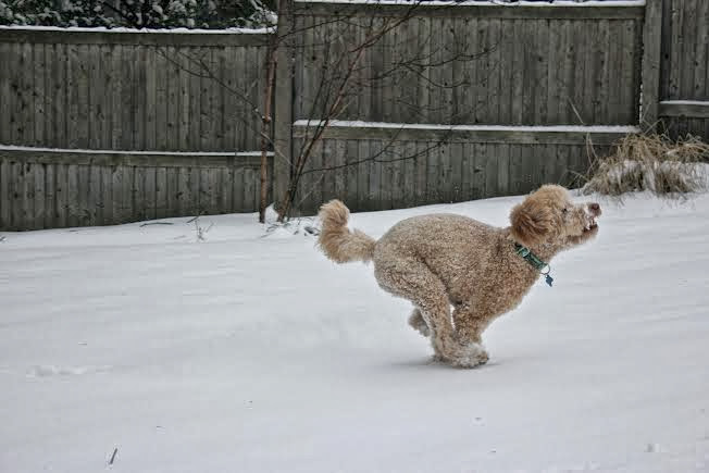 Doggin+it+in+the+snow