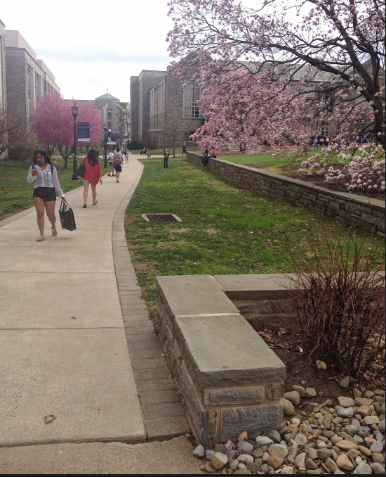 A brisk breeze rustles through the cherry blossom trees at Villanova University.