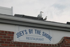 The seagulls mark their common ground in flocks on top of the famous “Joeys.” 
