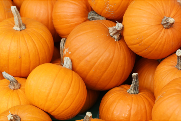 Harvesting pumpkins’ potential