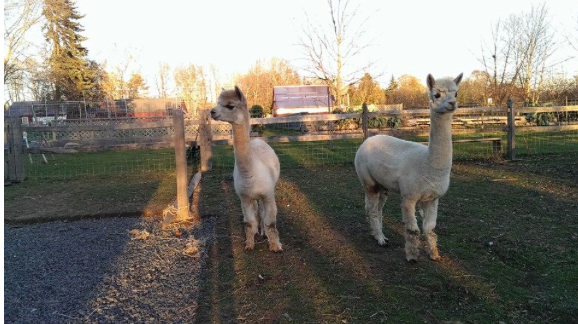 Alpacas settle in at Wakeman Town Farm