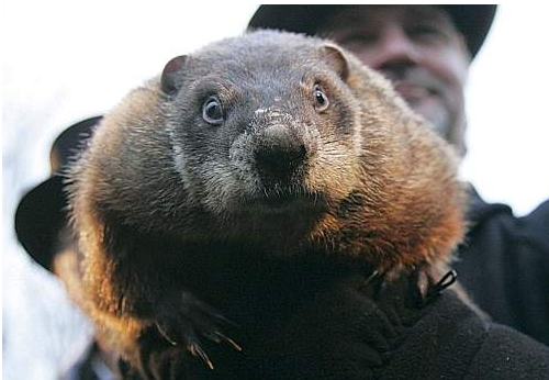 Punxsutawney Phil emerges for his yearly spring predictions