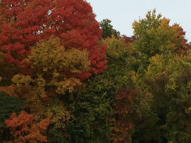 The drastic change in leaves becomes apparent with colors blossoming from emerald green all the way to tangerine orange. Photo by Chase Gornbein 16.