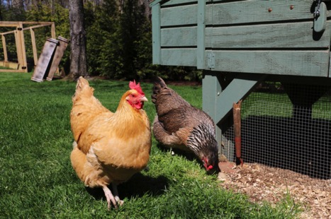 PECKING AWAY The O’Neills make sure their chickens receive lots of care, including cleaning their coop, refilling their water and checking that they are healthy.