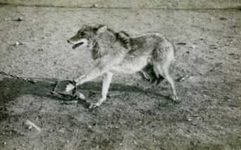 Amendment to legalize coyote trapping fails