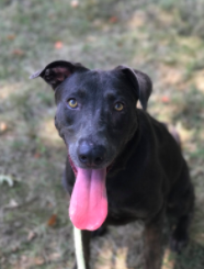 Houston shelter dogs head north after Hurricane Harvey