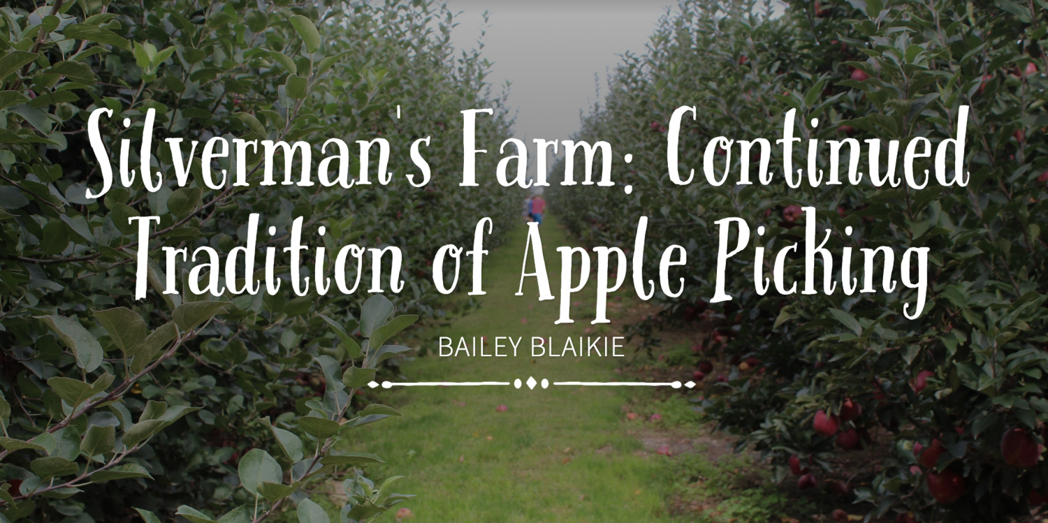 Silvermans+Farm%3A+The+Continued+Tradition+of+Apple+Picking