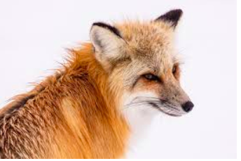 Growing fox population inhabits Westport residents