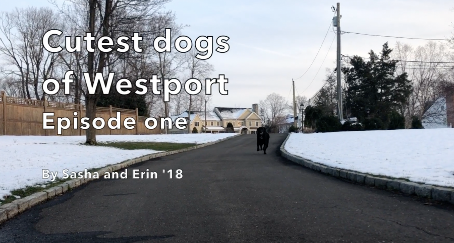 Cutest dogs of Westport