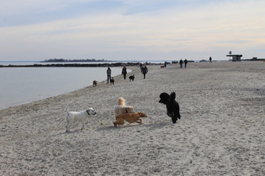 Three Westport dogs play at Compo Beach while the area is still open to animals