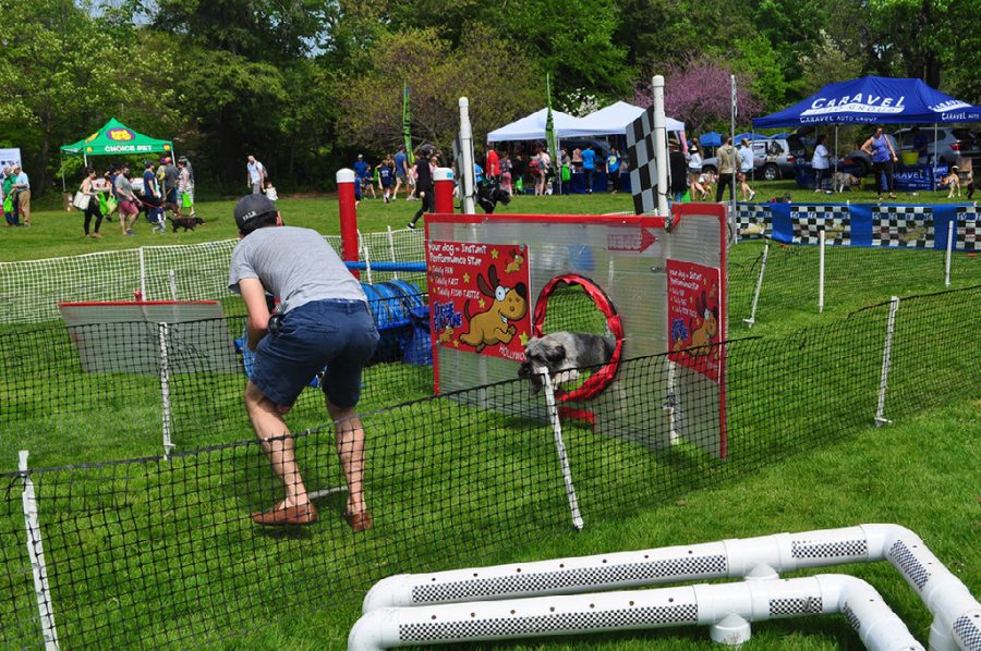 Many activities for dogs and humans were present at the festival. These activities included an obstacle course for dogs, as well as many local businesses selling dog apparel, dog treats and more. 