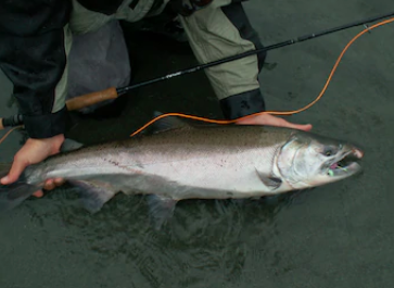 An excess of salmon fishing may contribute a decrease in the salmon population. 