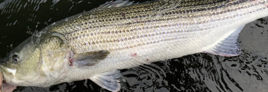 The Atlantic striped bass, which can be caught during the winter season. 
