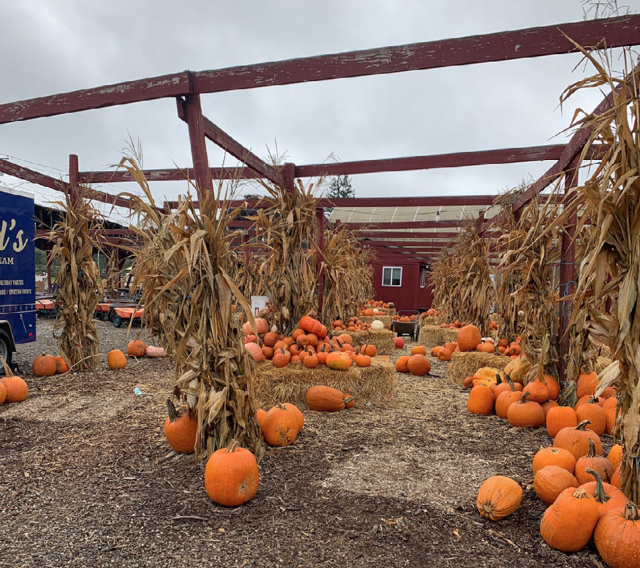 Silvermans Farm in Easton Connecticut serves as a great safe and fun activity for families and friends to partake in this fall season.