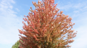The fall season comes to Westport as the temperature drops and leaves begin to change color.