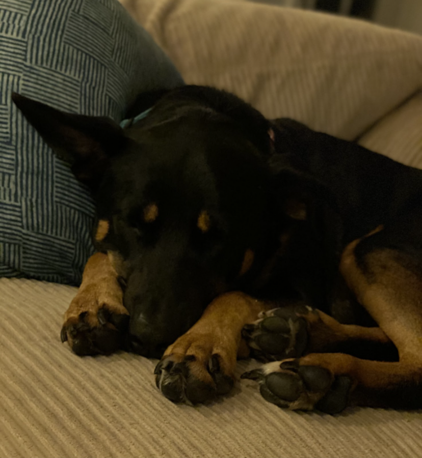 Black dogs do not photograph as well as lighter dogs and are harder to advertise for. They are often the ones that are overlooked in shelters and are euthanized at a higher rate.