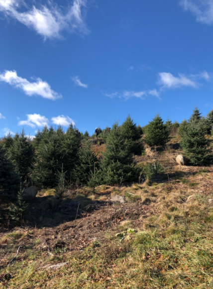 Despite COVID-19 restrictions, Jones Family Farms in Shelton, Connecticut provides a safe and fun environment for families to get their Christmas tree during this holiday season. 