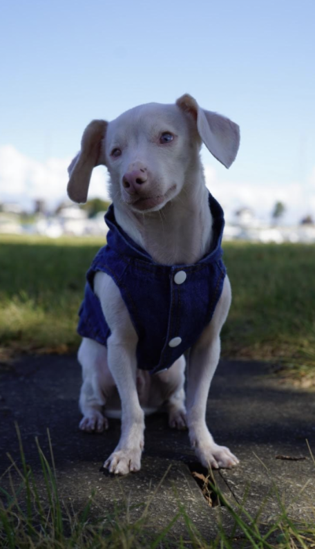  Piglet the deaf, blind, pink puppy poses outside Longshore Club Park. His book is set to be published on Aug. 3, 2021.