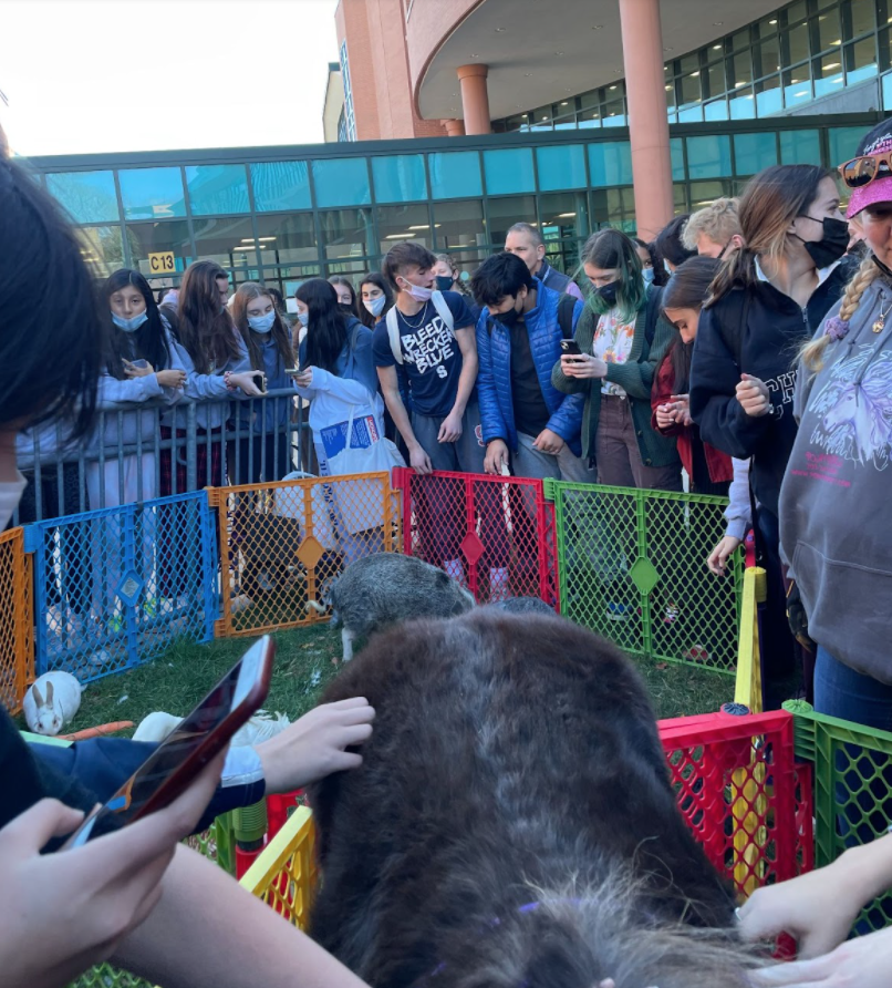 One of the most popular activities set up was the petting zoo, which attracted students of all ages to interact with animals such as rabbits, sheep and a pony.
