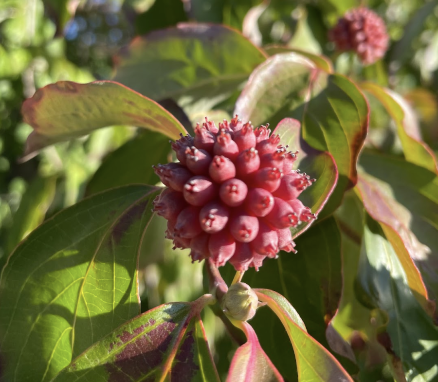  The fruits can be used for culinary purposes and are very soft to touch.