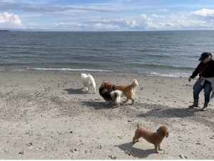 Many dog owners have come together at Compo beach since the beach opened to dogs October 1st.