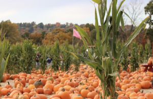 Jones displays various pumpkins available for visitors to pick along with other scenery and events that all add to a fun, fall experience.