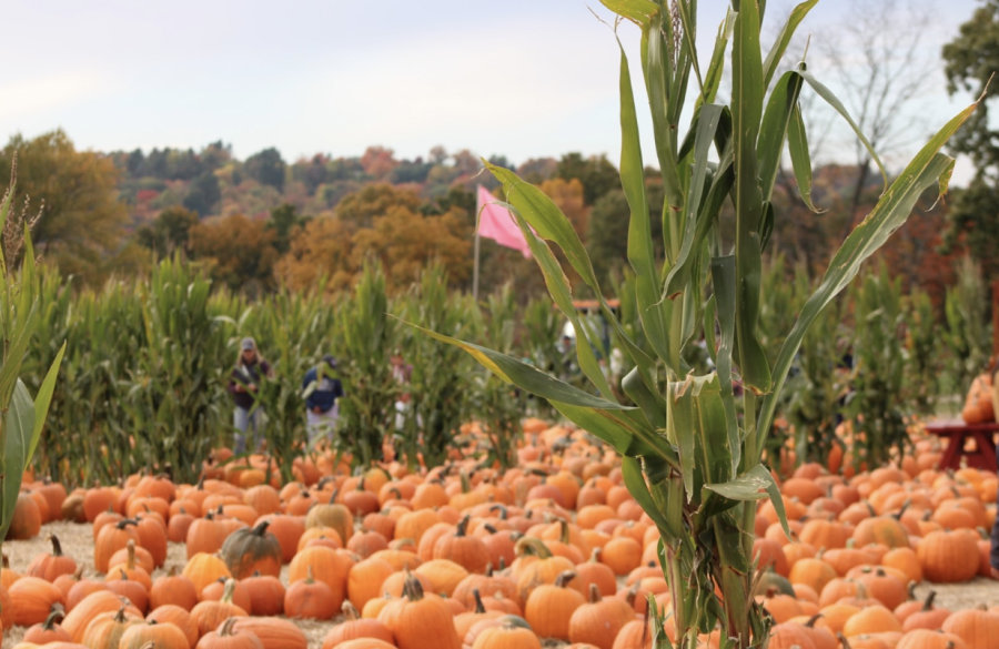 Jones+displays+various+pumpkins+available+for+visitors+to+pick+along+with+other+scenery+and+events+that+all+add+to+a+fun%2C+fall+experience.