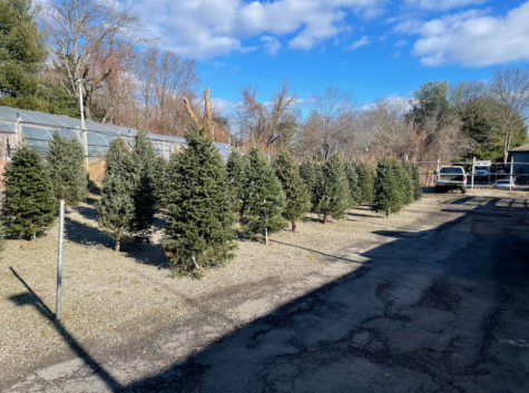 Christmas tree companies across the nation experience negative impacts due to the increased inflation and price of their trees. 
