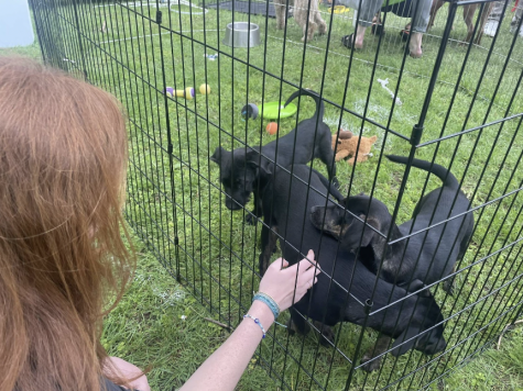 The Annual Winslow Park Dog Festival provides an opportunity for local residents to adopt dogs from nearby shelters, with the aim of finding permanent homes for numerous animals.

