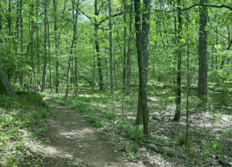 Fairfield County offers many different hiking locations. The ones I reccommend are all family and beginner friendly hikes that offer opportunities to explore nature such as the hikes at Wilton Town Forest (pictures above) in Wilton, Connecticut.

