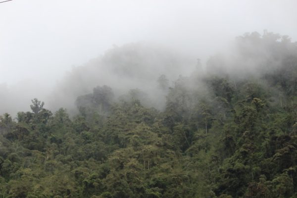 The Andes Cloud Forest is one of the 5 ecological zones of Ecudaor. It is considered the richest hotspot on Earth, containing around 15-17% of the world’s plant species, and almost 20% of plant diversity.

