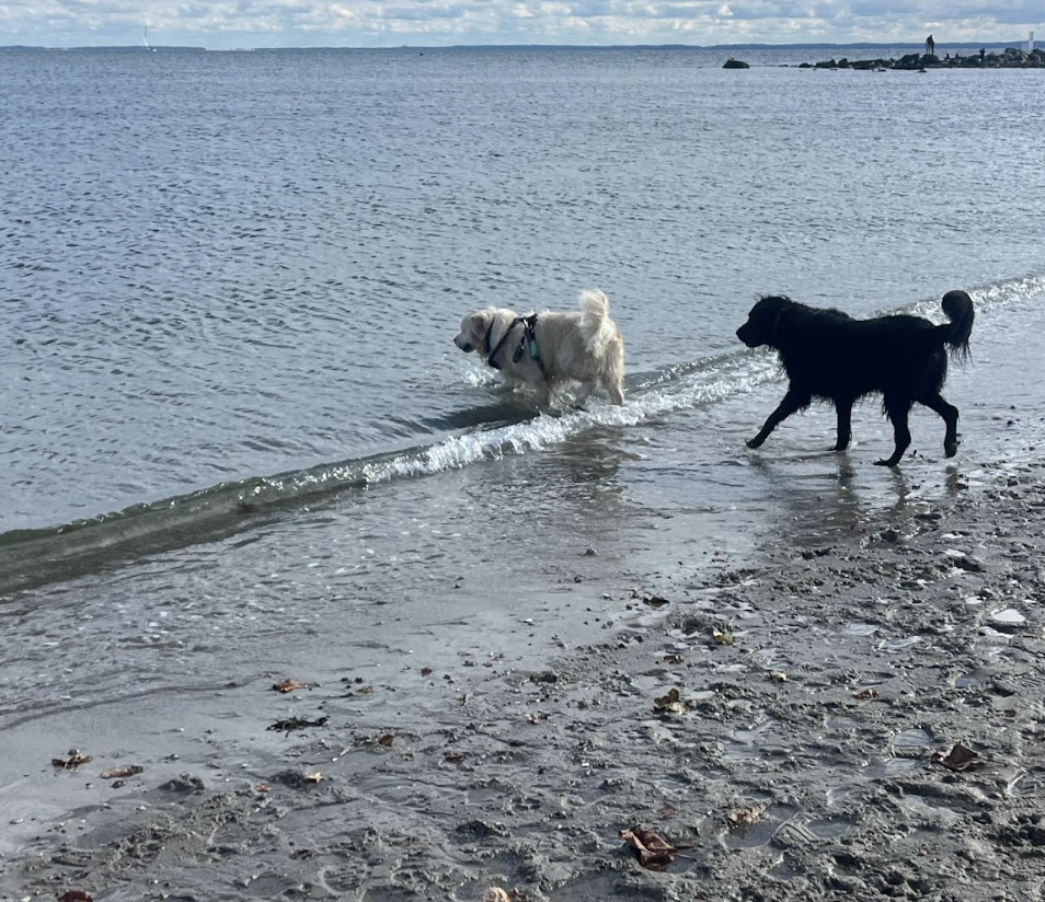 Dogs find best friends at Compo Beach