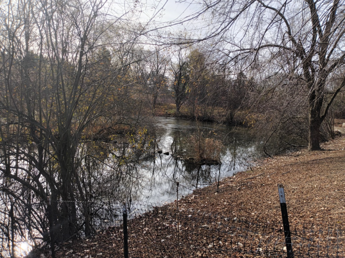 Wakeman Town Farm’s pond was built in the 1990’s to filter the runoff and pollutants from the building of Bedford Middle School’s fields.