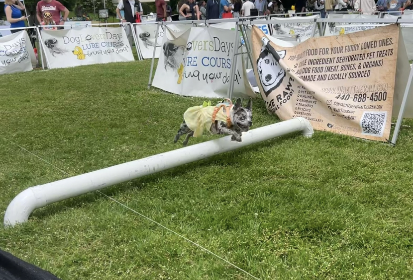 Dogs leap for joy in the Dog Lover Days lunge obstacle course. They chased a small handkerchief that was mechanically pulled along the circle.  It costed $10 for two rounds in the course. 