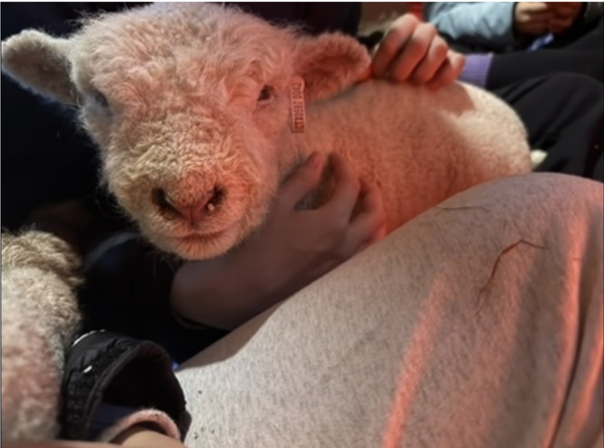 Three-week-old lambs rest comfortably after being bottle fed.